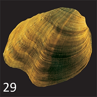 mussel 29