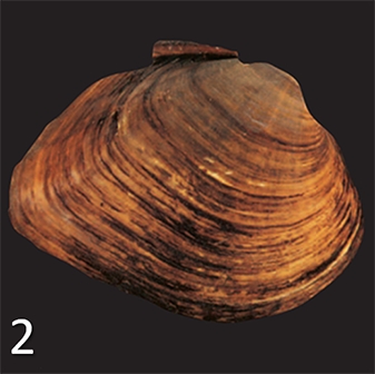 mussel 2