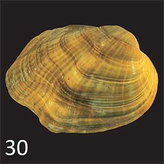 mussel 30