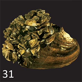 Mussel31.png