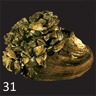 mussel 31