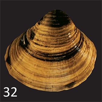 mussel 32