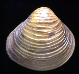 Asian clam