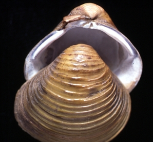 Asian clam