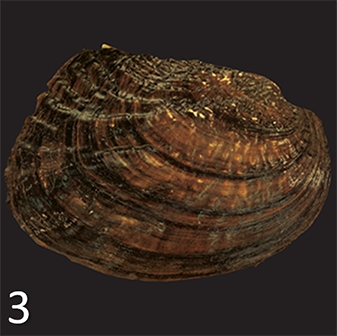 mussel 3