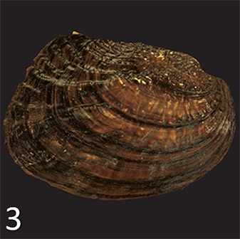 WAMUMussel3