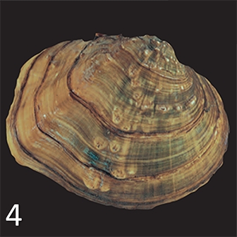 WAMUMussel4