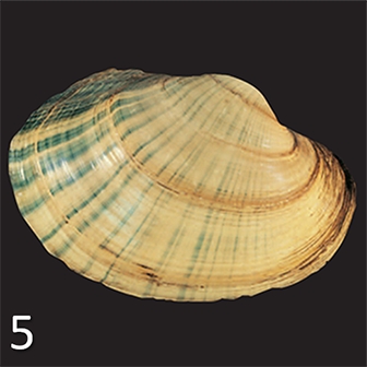 mussel 5
