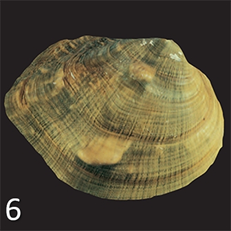 mussel 6
