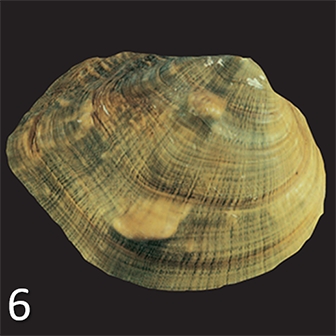 WAMUMussel6