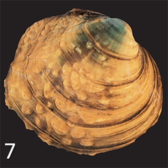 mussel 7