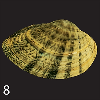 mussel 8