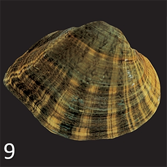 mussel 9