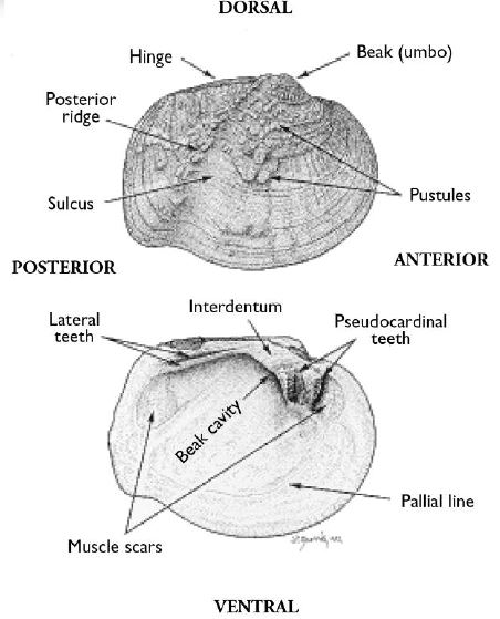 MusselAnatomy1.JPG