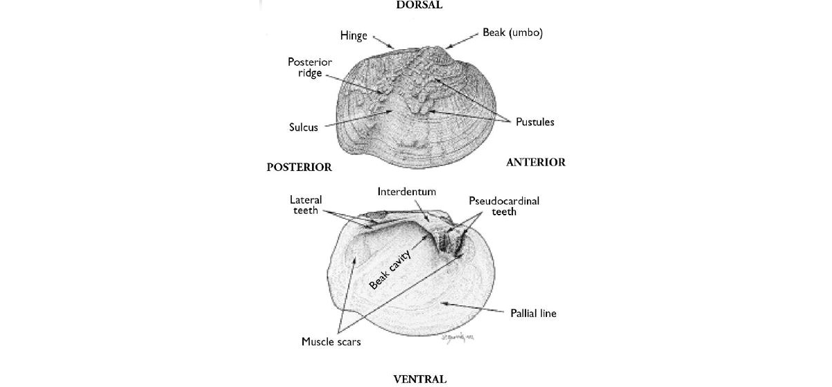 mussel anatomy