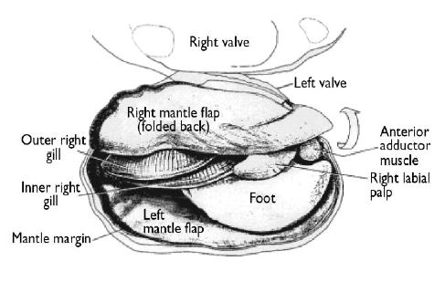 MusselAnatomy2.JPG