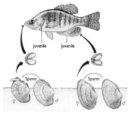 mussel life cycle