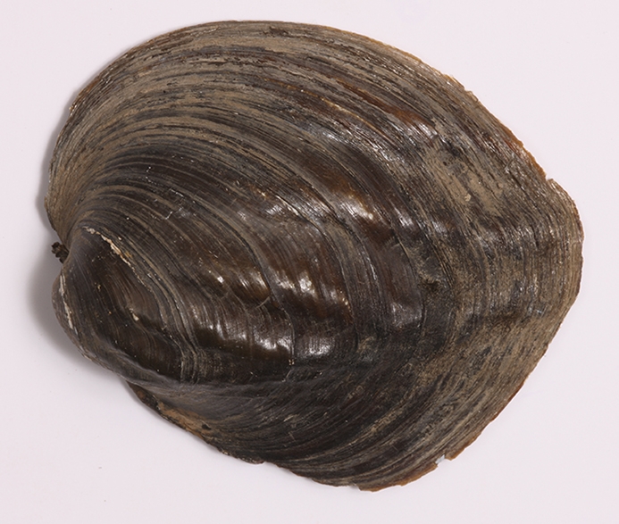 three ridge mussel