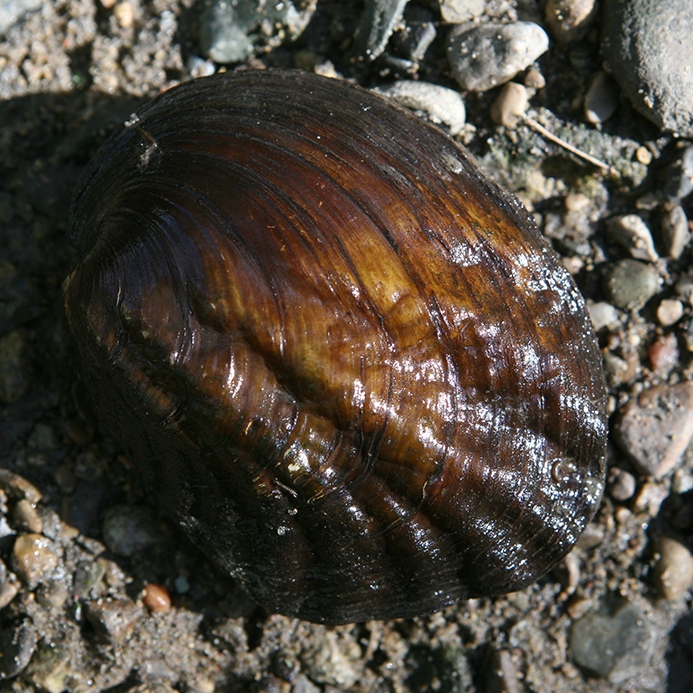 WAMUWashboardMussel.JPG