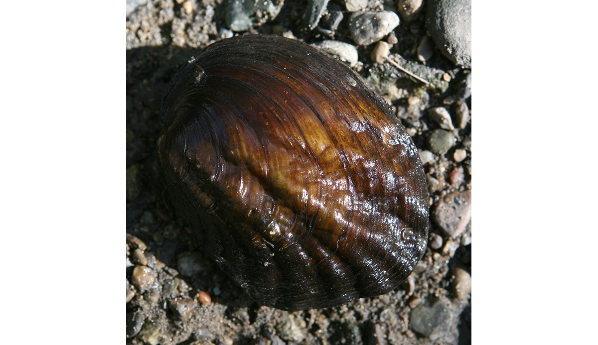 Phylum Mollusca Mussels