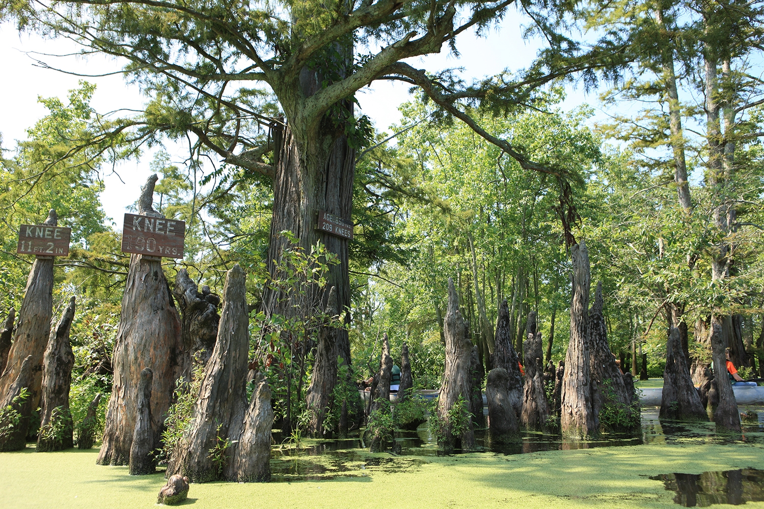 WAPBaldCypress.JPG