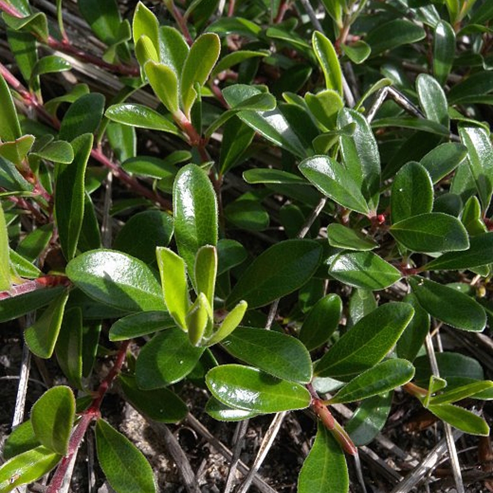 bearberry (Arctostaphylos uva-ursi)