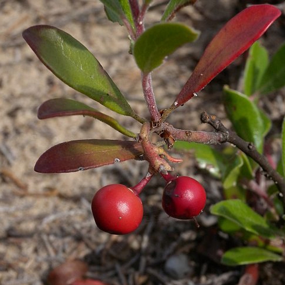 bearberry (Arctostaphylos uva-ursi)