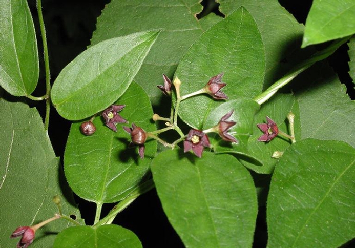 WAPBlackSwallowwort-Bugwood.jpg