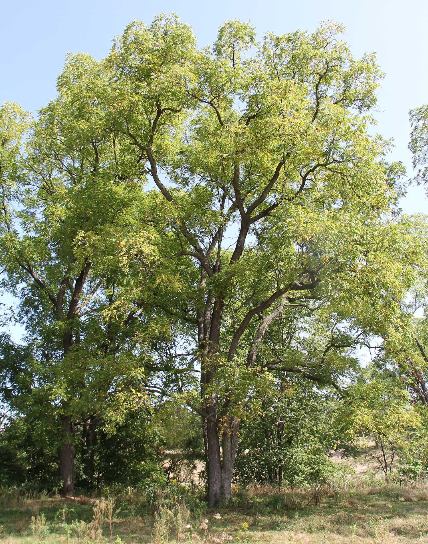 WAPBlackWalnut.JPG