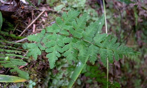 WAPBladderFern-JH.jpg