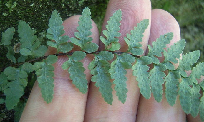 WAPBradleysSpleenwort-CDB.JPG