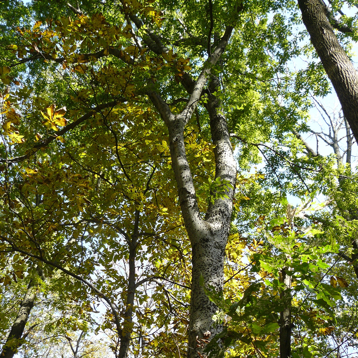 hackberry
