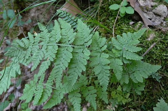 WAPCommonWoodsia-JH.jpg