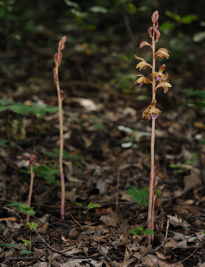 WAPCrestedCoralrootOrchid-LM.JPG