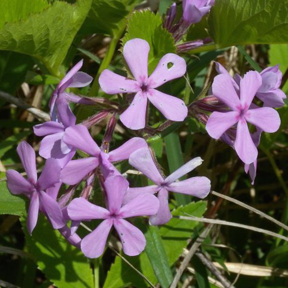 WAPDownyPhlox-JH.jpg