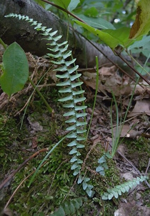 WAPEbonySpleenwort1-JH.jpg