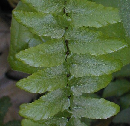 WAPEbonySpleenwort2-JH.jpg