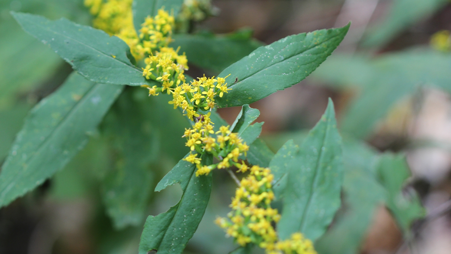 elm-leaved goldenrod