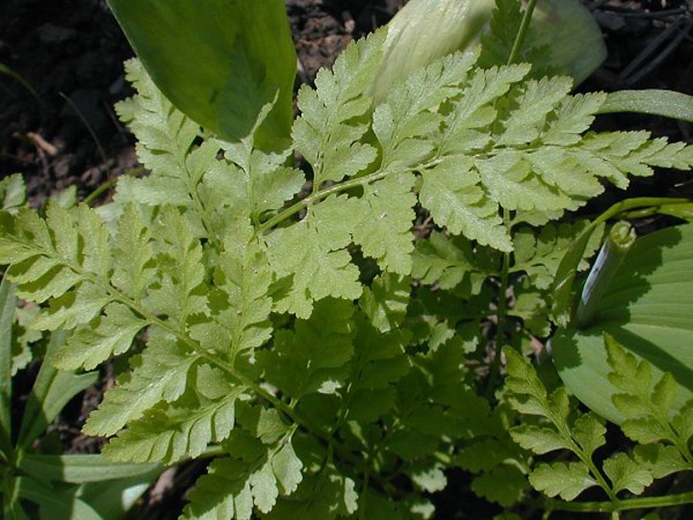 WAPFragileFern-JH.jpg