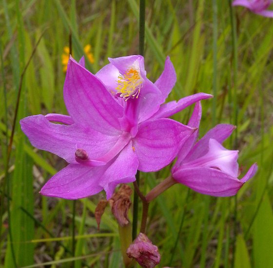 WAPGrassPinkOrchid-JH.jpg