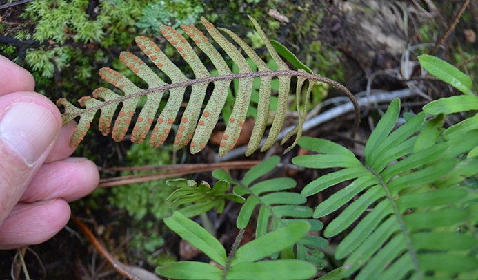 WAPGrayPolypody-CDB.JPG