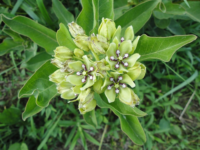 WAPGreenfloweredMilkweed-CDB.JPG