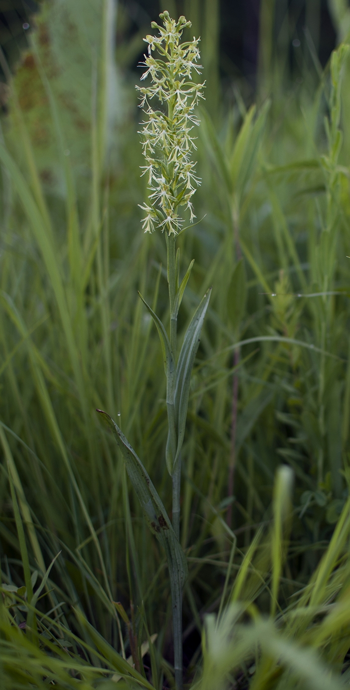 WAPGreenfringedOrchid-LM.JPG