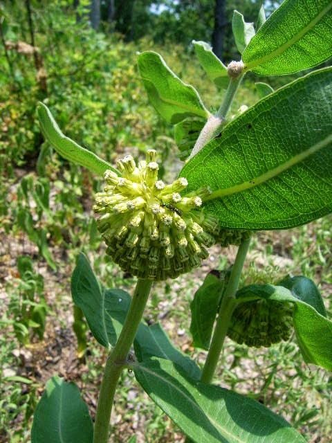 WAPGreenMilkweed-CDB.JPG