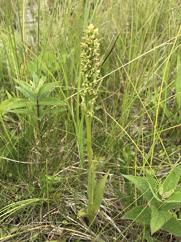 green orchid