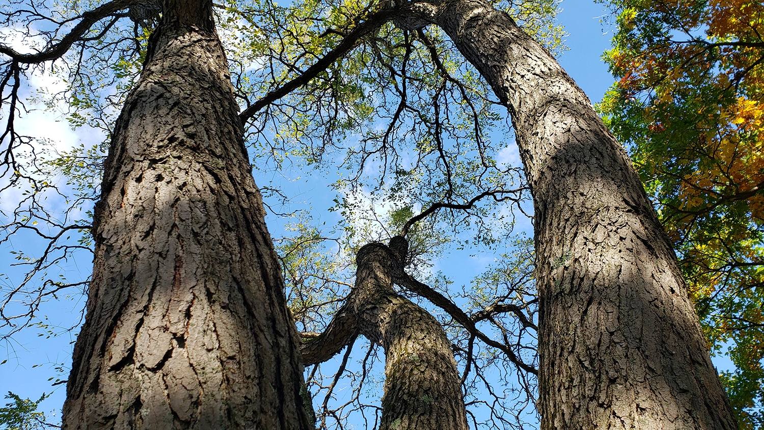 WAPKentuckyCoffeeTree.jpg