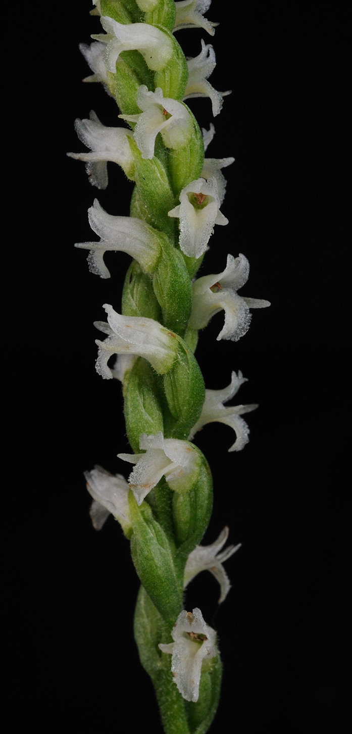 ladies tresses