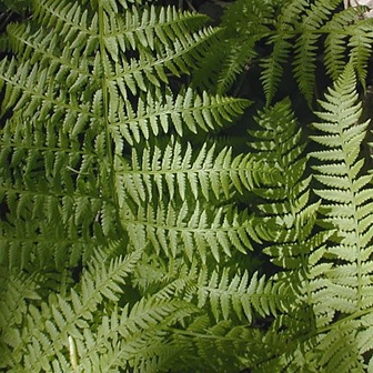 WAPLadyFern1-JH.jpg