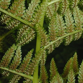 WAPLadyFern2-JH.jpg