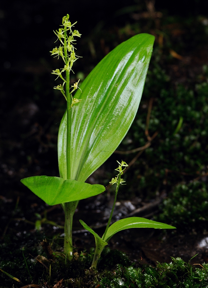 WAPLesserTwaybladeOrchid-LM.JPG